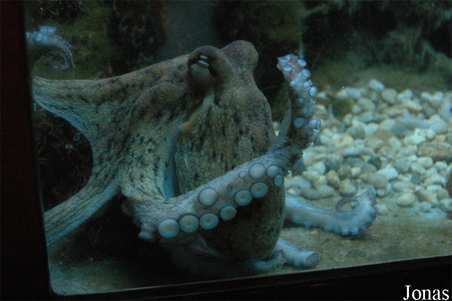 Octopus vulgaris