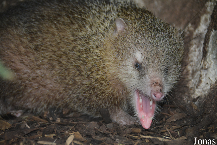Tenrec ecaudatus