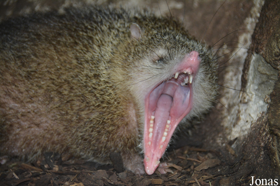 Tenrec ecaudatus