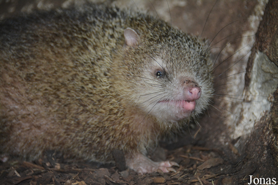Tenrec ecaudatus