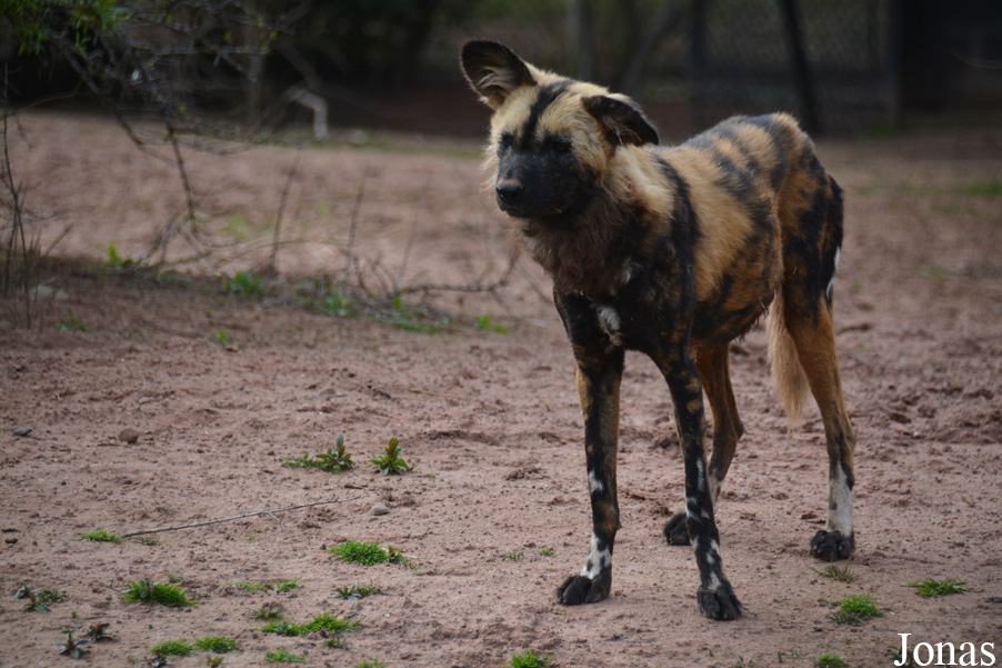 Lycaon pictus
