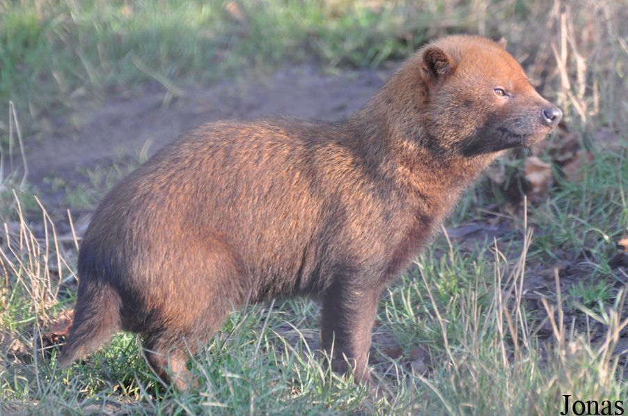 Speothos venaticus