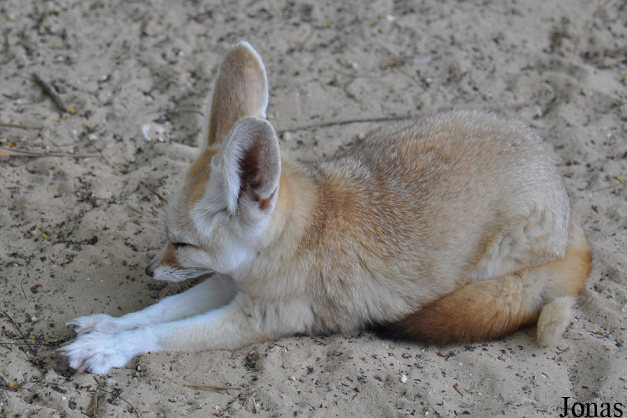 Vulpes zerda