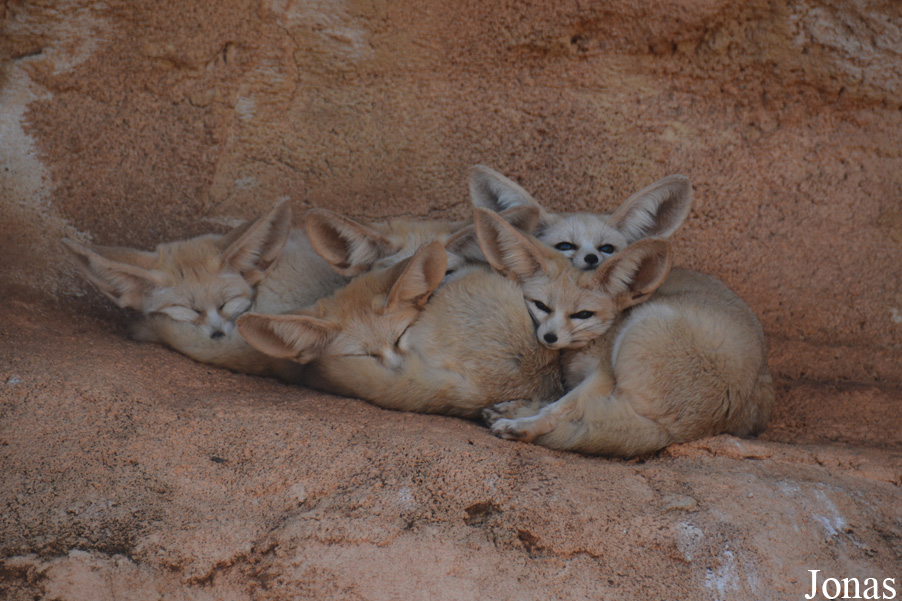 Vulpes zerda