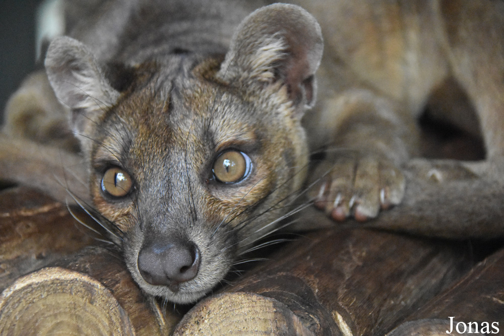 Cryptoprocta ferox