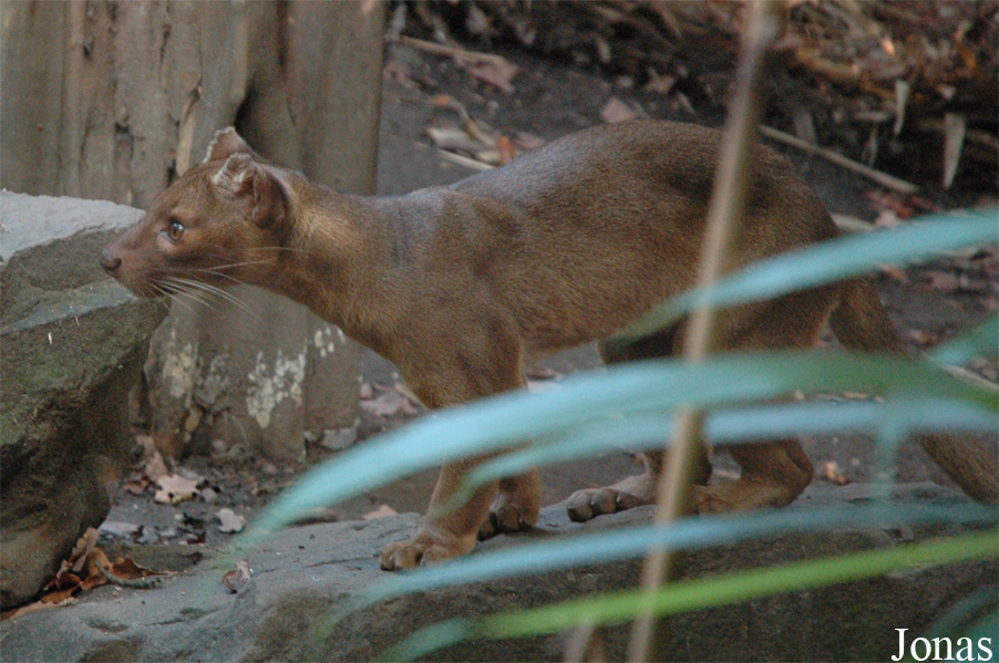 Cryptoprocta ferox
