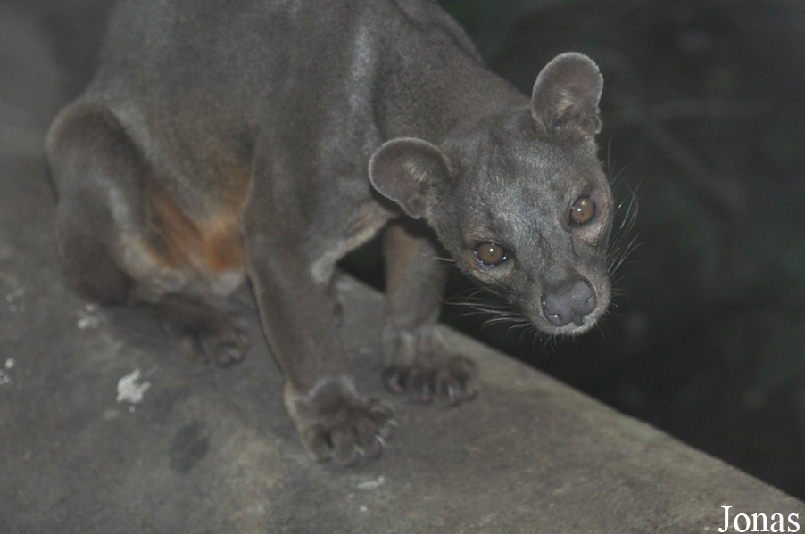 Cryptoprocta ferox