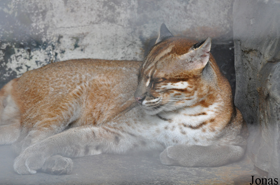 Catopuma temminckii temminckii