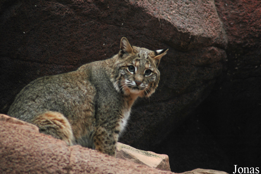 Lynx rufus