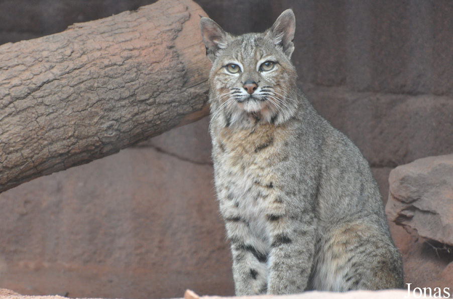 Lynx rufus