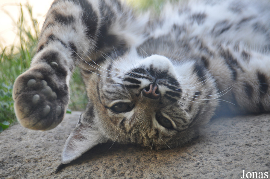 Lynx rufus
