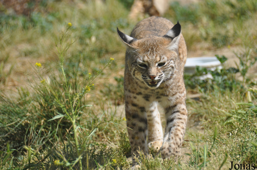 Lynx rufus