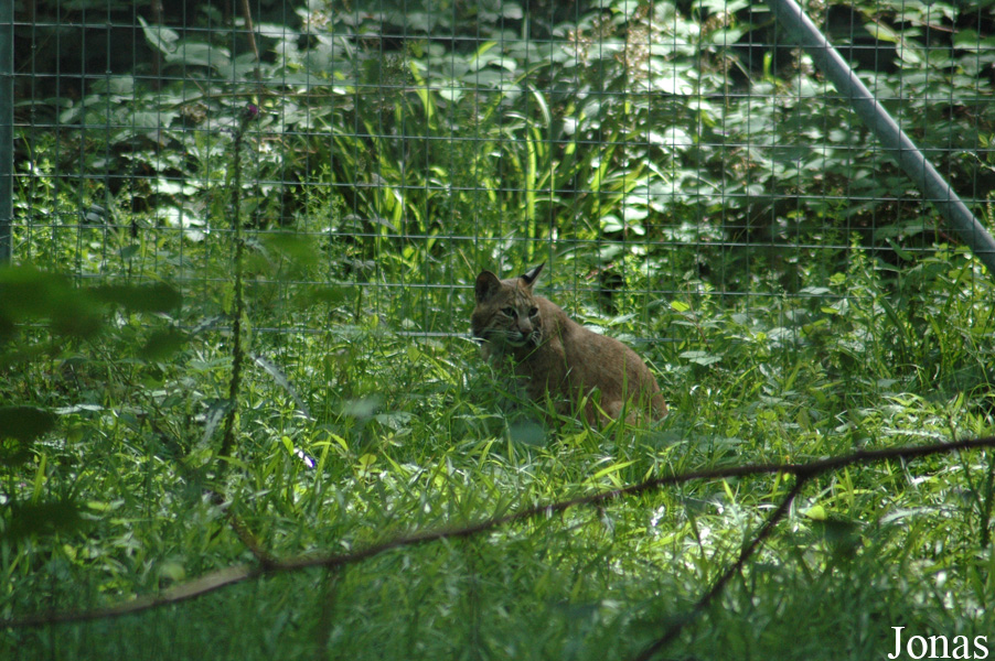 Lynx rufus