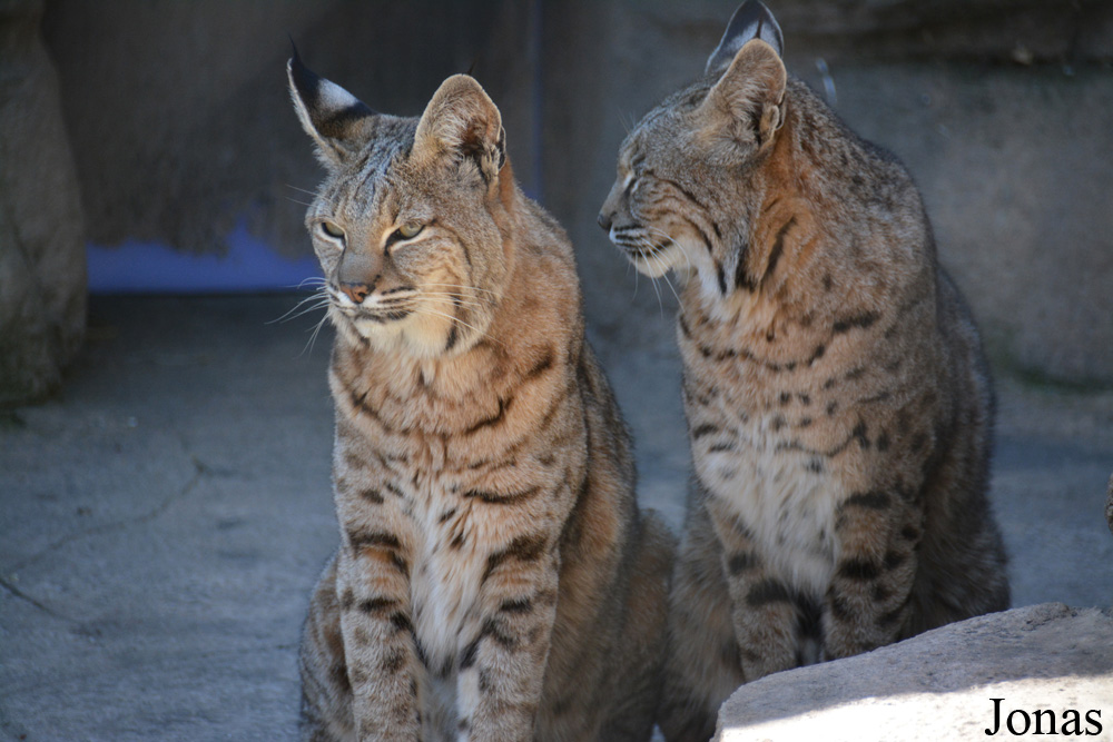 Lynx rufus