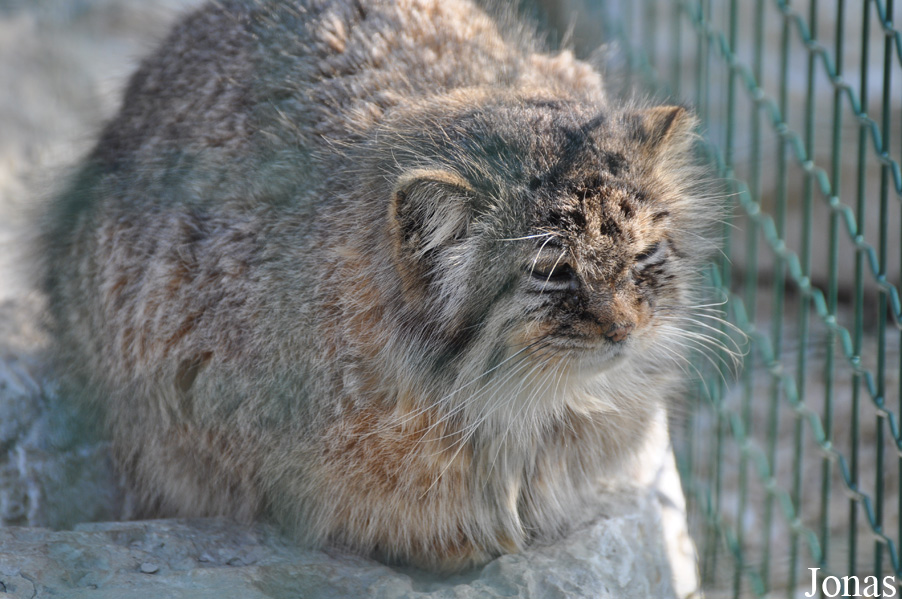 Otocolobus manul