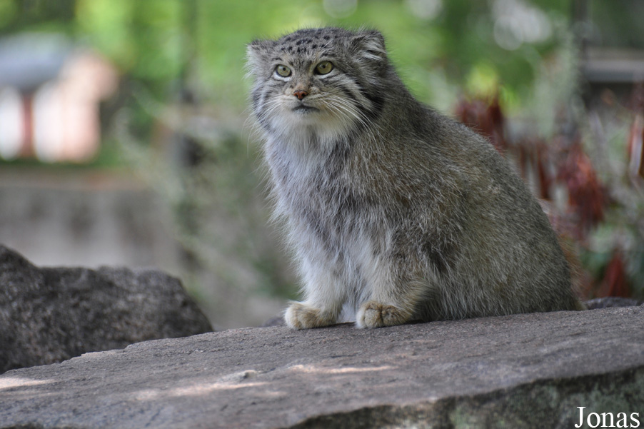 Otocolobus manul