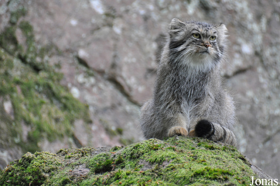 Otocolobus manul