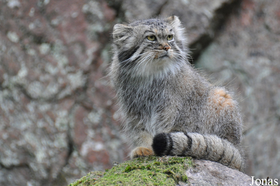 Otocolobus manul