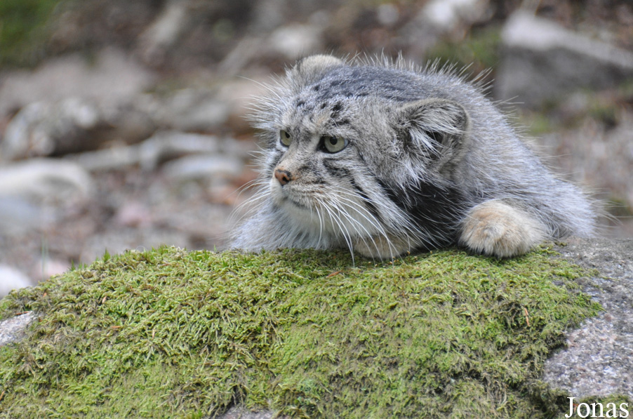 Otocolobus manul