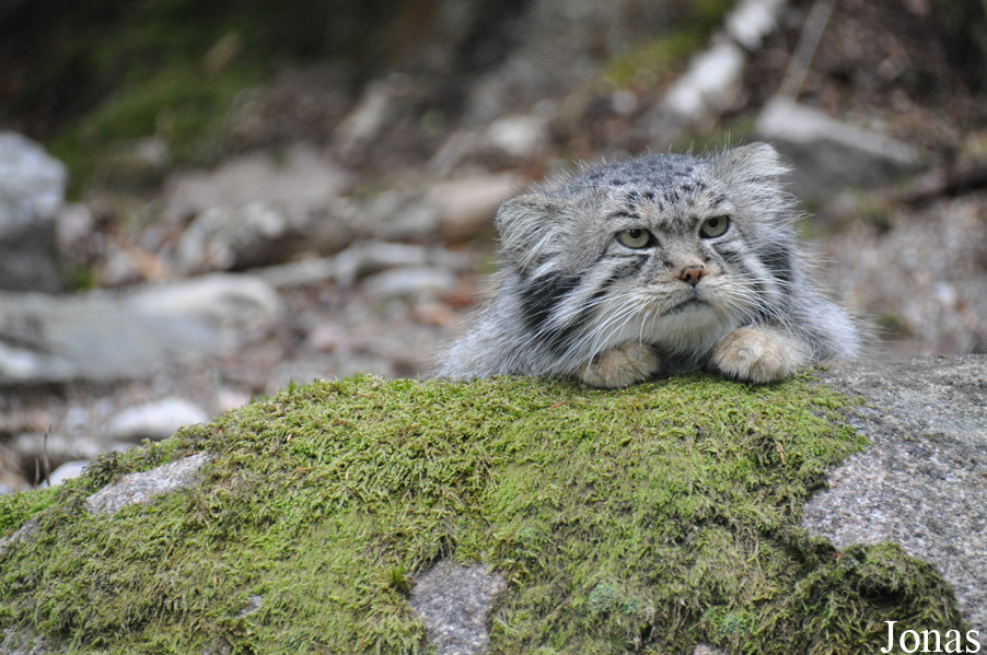 Otocolobus manul