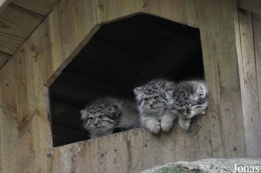 Otocolobus manul