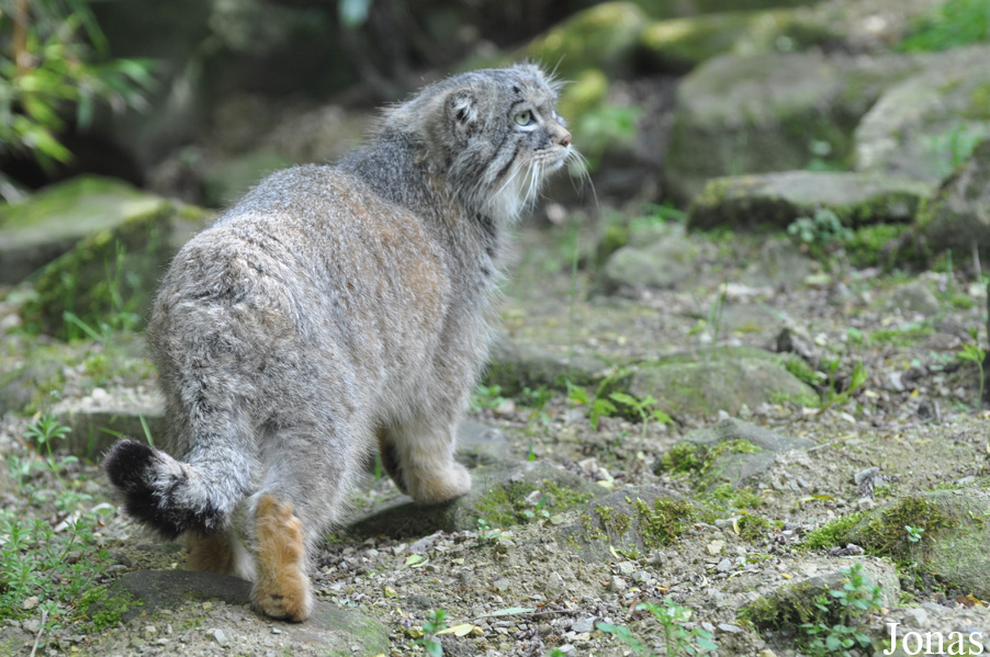 Otocolobus manul