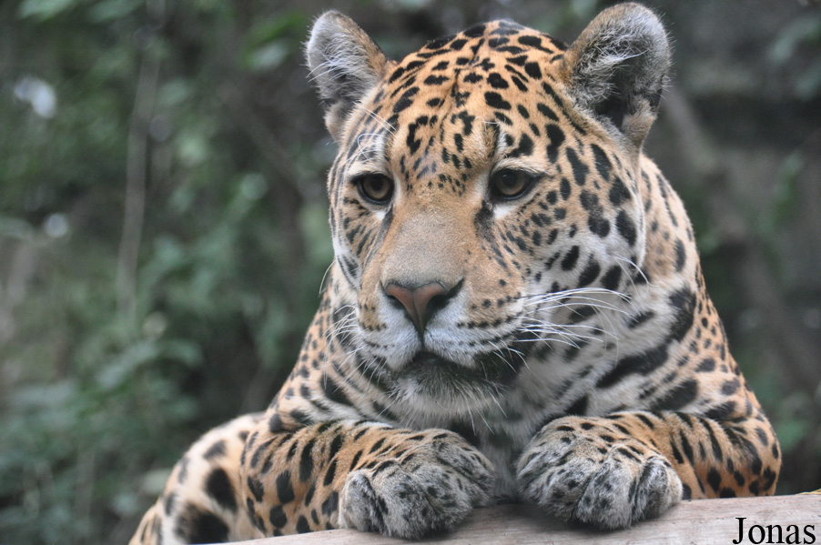 Panthera onca