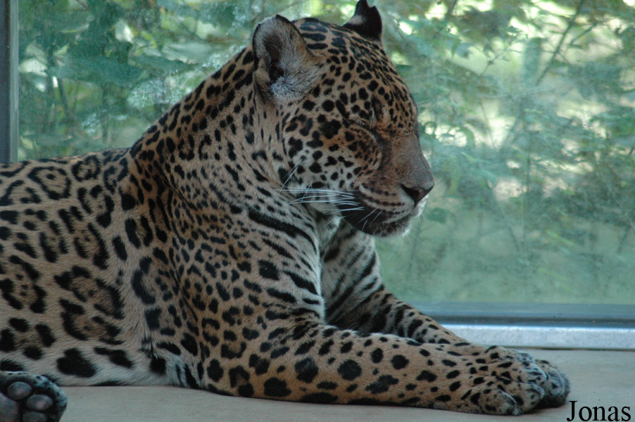 Panthera onca