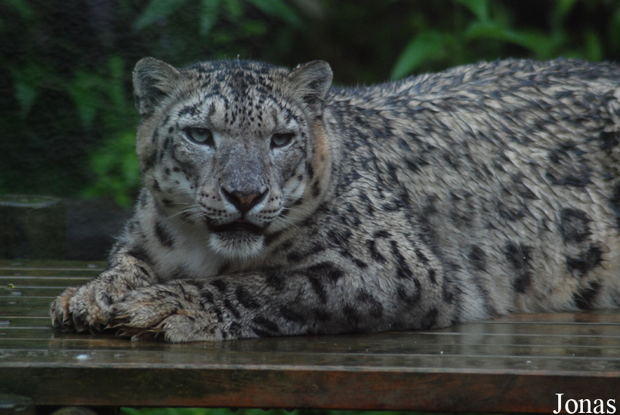 Panthera uncia