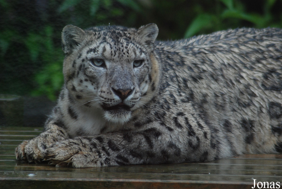Panthera uncia