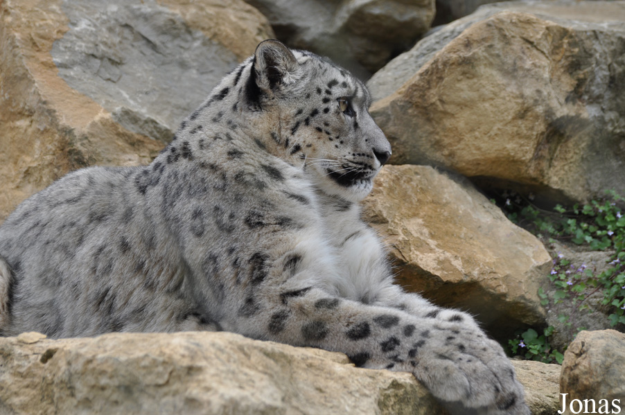 Panthera uncia