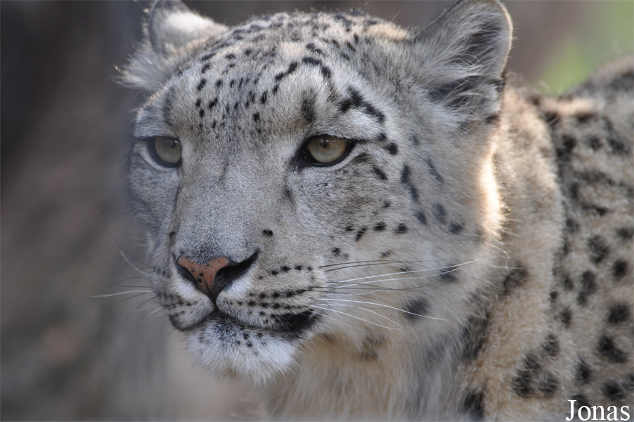Panthera uncia