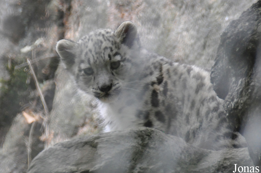 Panthera uncia