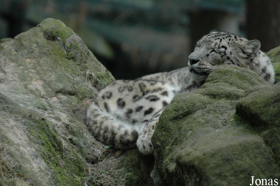 Panthera uncia