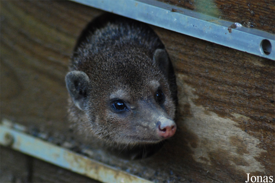 Crossarchus obscurus