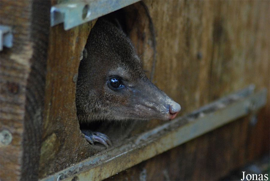 Crossarchus obscurus