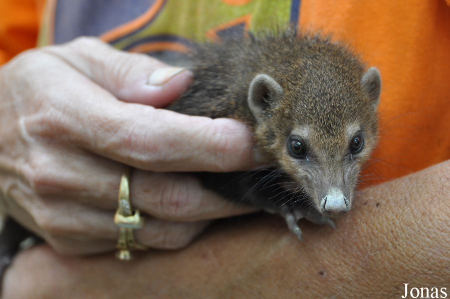 Crossarchus obscurus