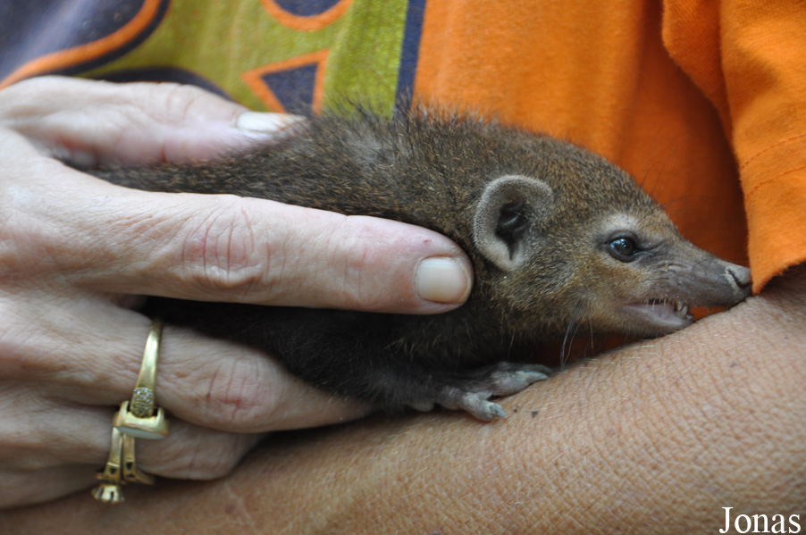 Crossarchus obscurus