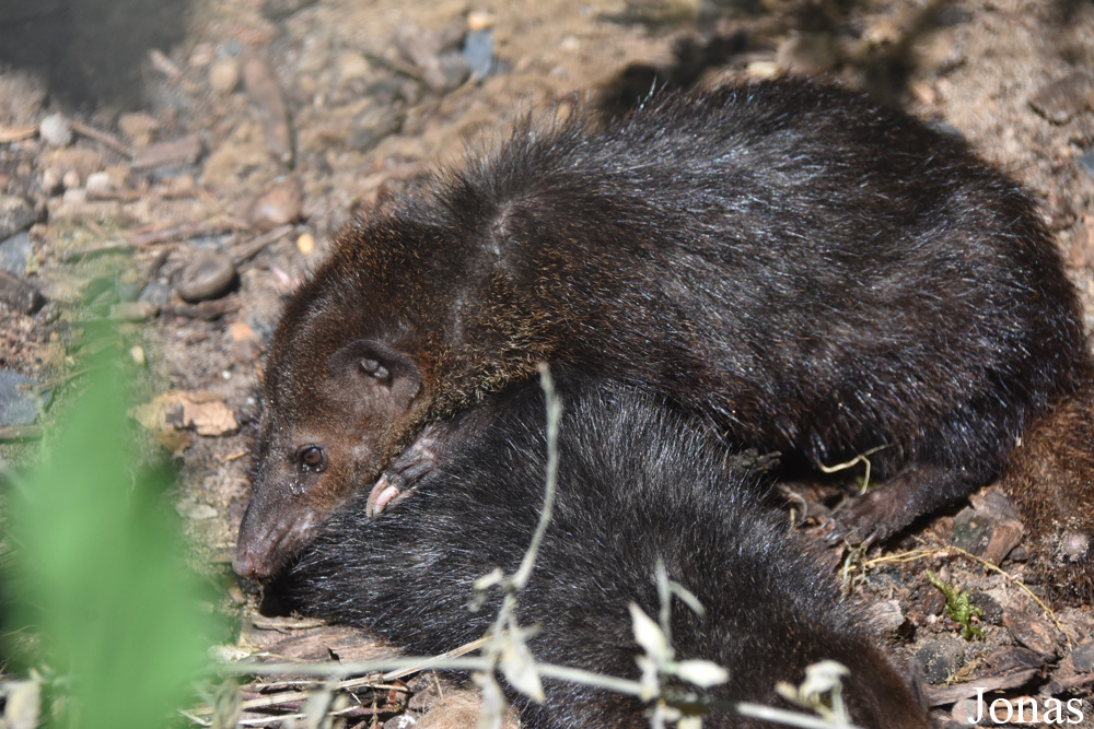 Crossarchus obscurus