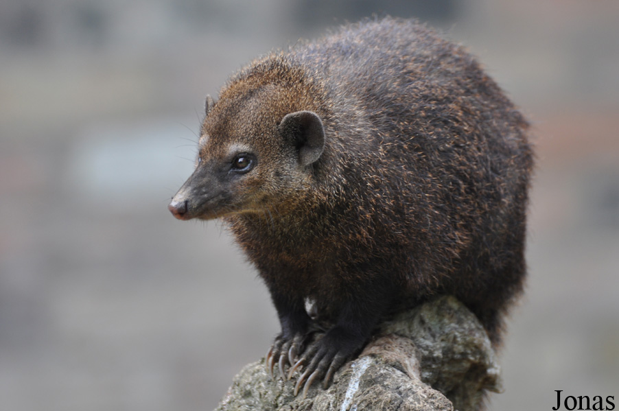 Crossarchus obscurus