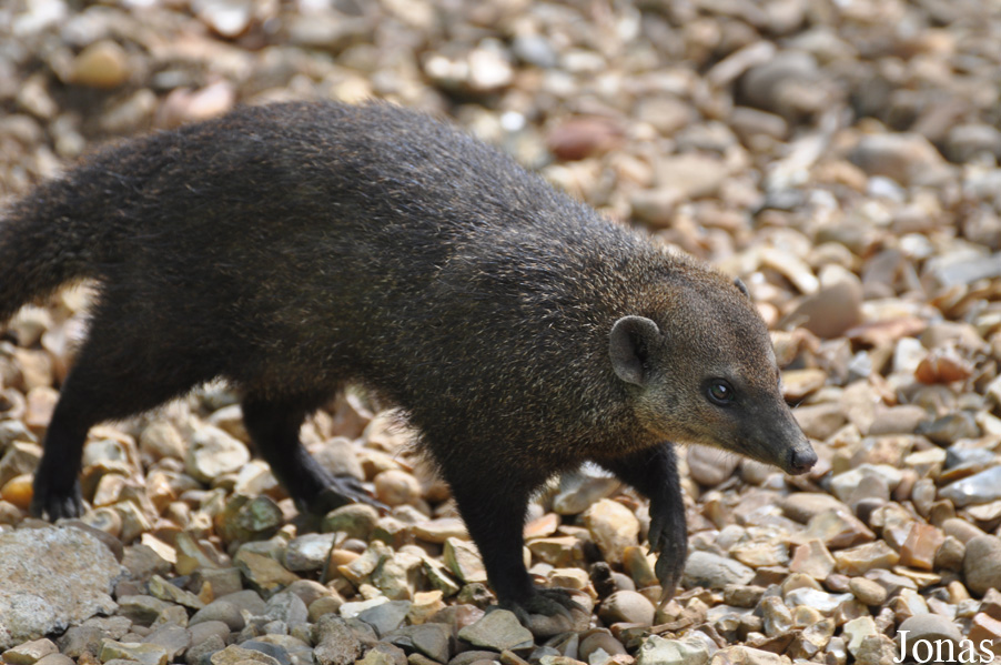 Crossarchus obscurus