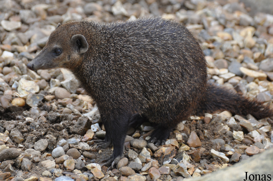 Crossarchus obscurus