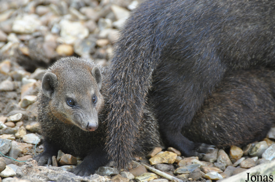 Crossarchus obscurus