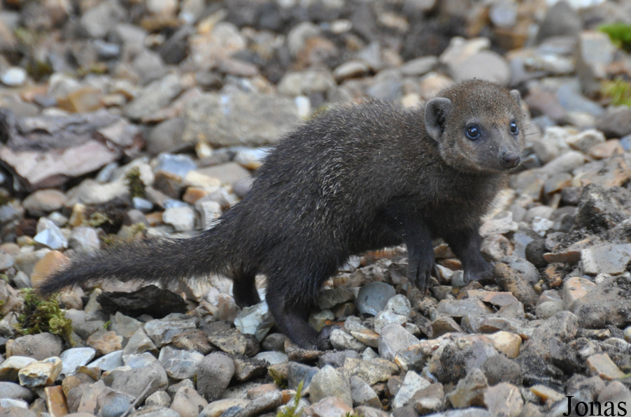 Crossarchus obscurus