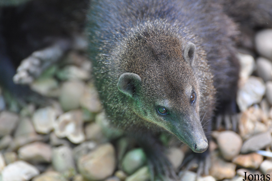 Crossarchus obscurus