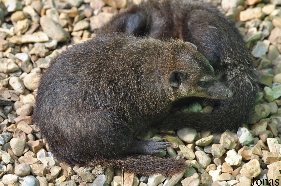 Crossarchus obscurus