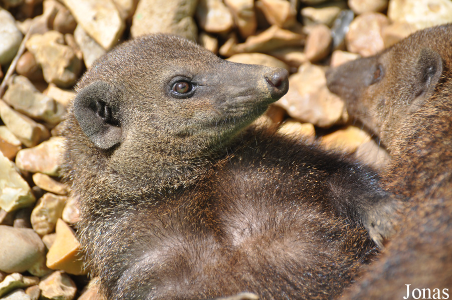 Crossarchus obscurus