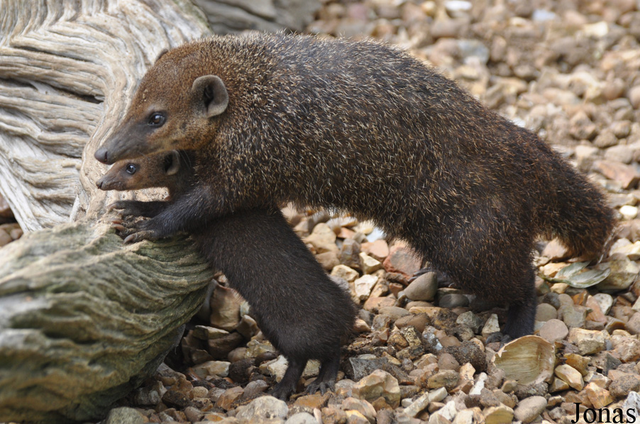 Crossarchus obscurus
