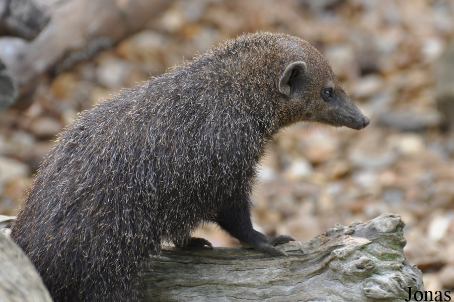 Crossarchus obscurus