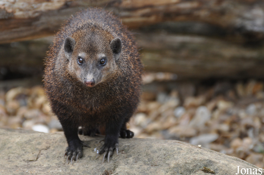 Crossarchus obscurus